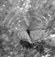 butterfly3.jpg